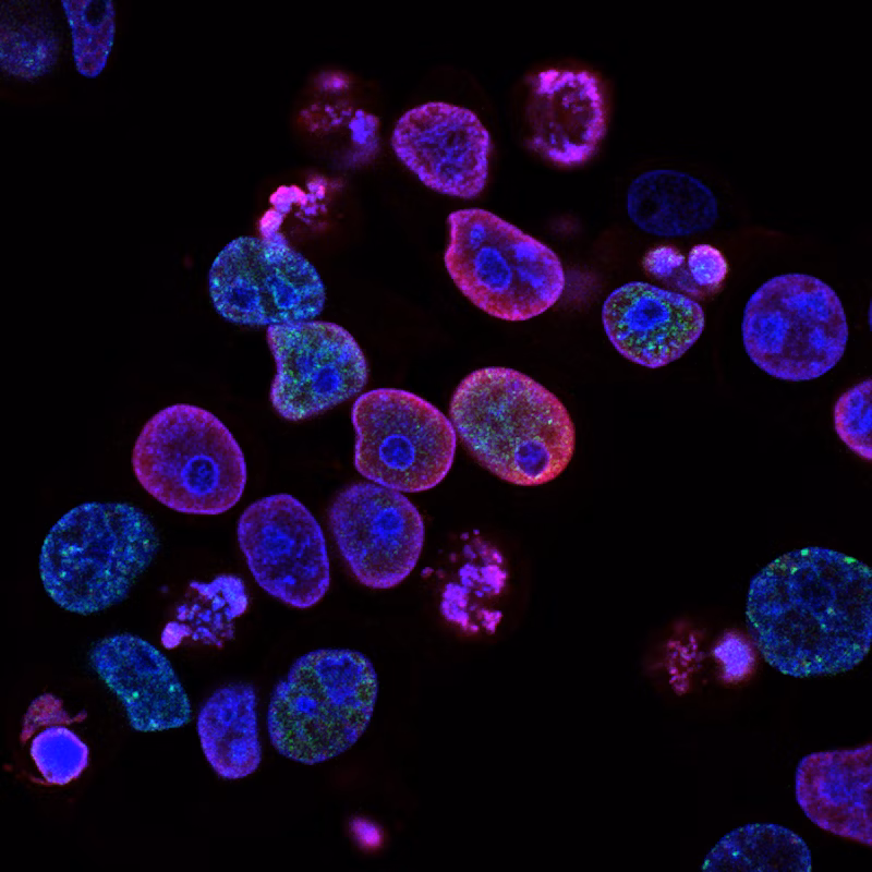 Laboratory image 1